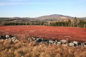 Maine Wild Blueberry Fields in the Fall